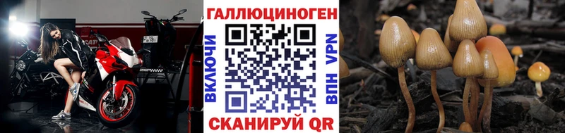 Галлюциногенные грибы Psilocybe  блэк спрут сайт  Беломорск 